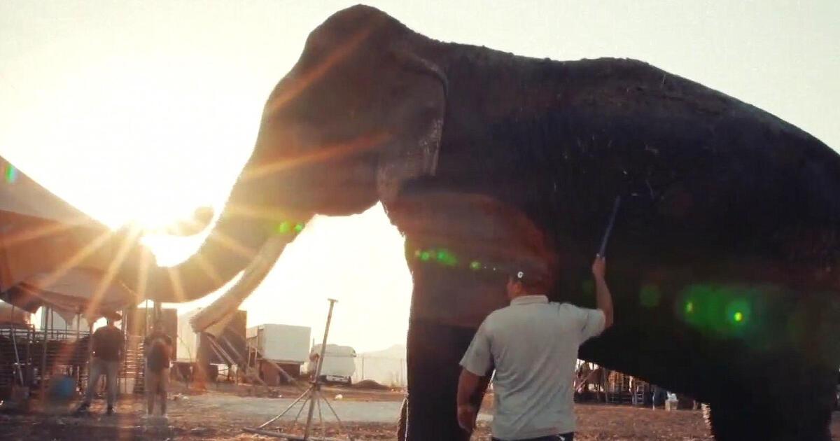 &#8220;Big Boy&#8221; el elefante que nunca más trabajará para el circo.