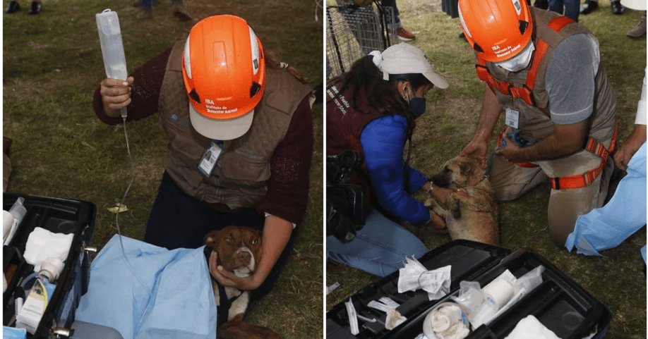 Los perritos atrapados en el Socavón de Puebla ya fueron rescatados