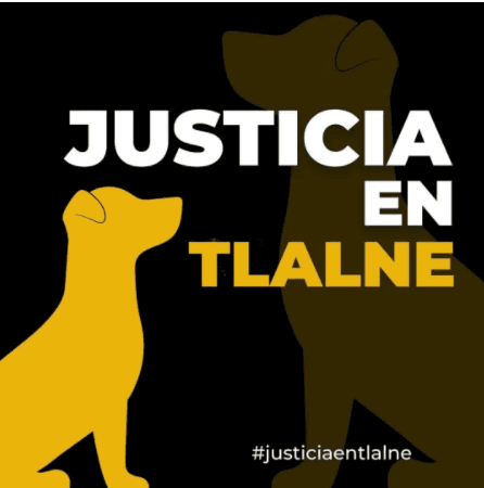 Una familia de 7 personas mataron a palos a un perrito en Tlalnepantla