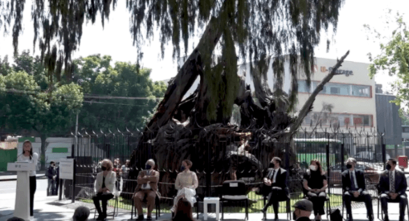 Cambian nombre al &#8220;árbol de la noche triste&#8221; para reivindicar la historia