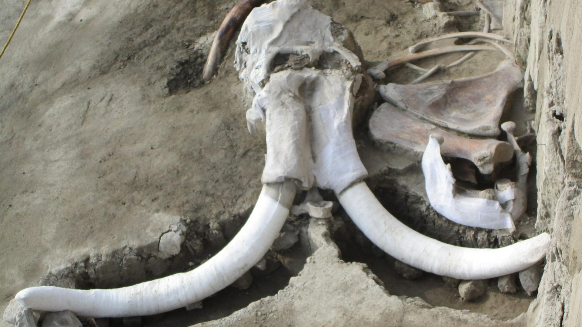 Más de 40 mil huesos de mamut han sido encontrados en el nuevo aeropuerto