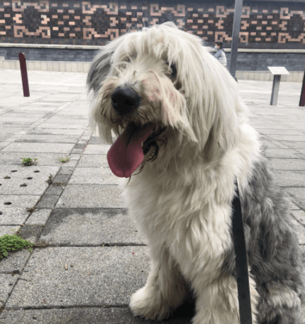 El Gobierno de la Ciudad de México habilita el RUAC