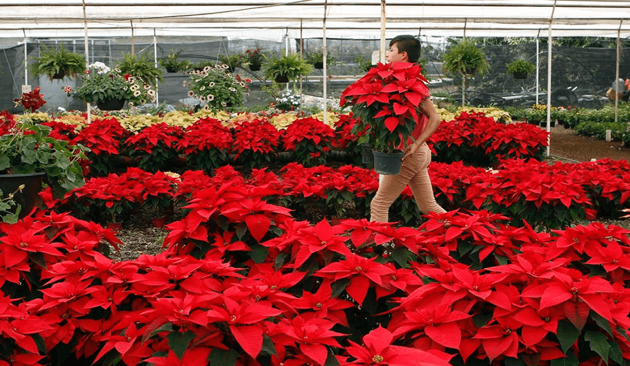 Nochebuena: Descubre el origen de la flor que le dio identidad a la Navidad
