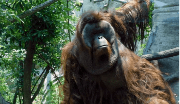 Muere orangután Toto del Zoológico de Chapultepec