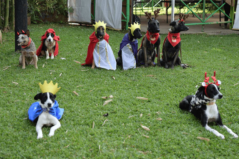 ¡Encantador! Un grupo de perritos protagonizó una pastorela en Veracruz