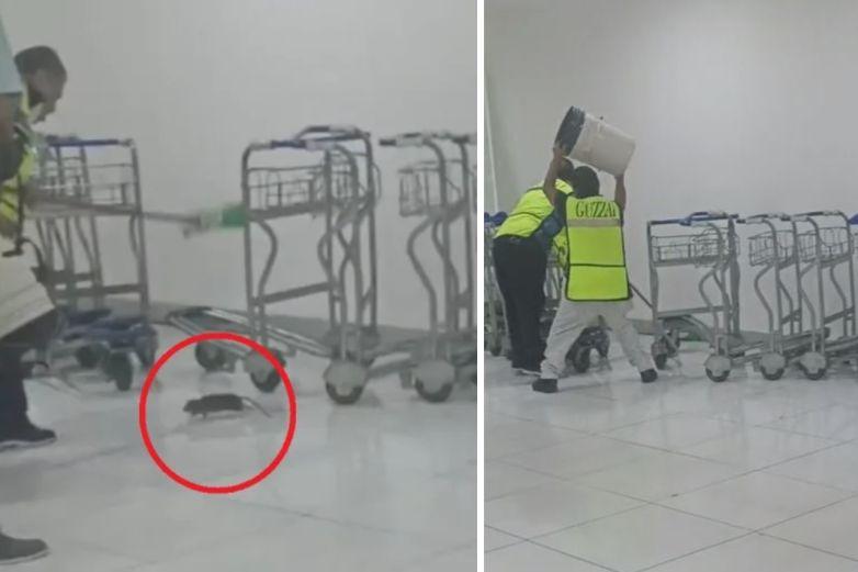 Rata arma caos en el aeropuerto de la CDMX