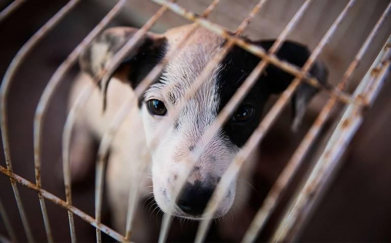 Gobierno del Estado de Mexico reprueba el maltrato animal