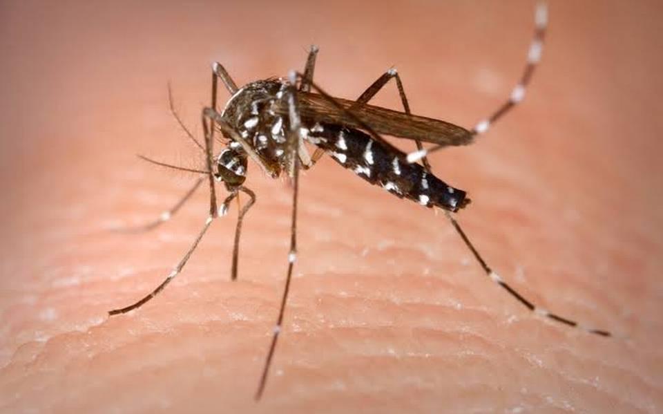 Aumentan casos de dengue en México