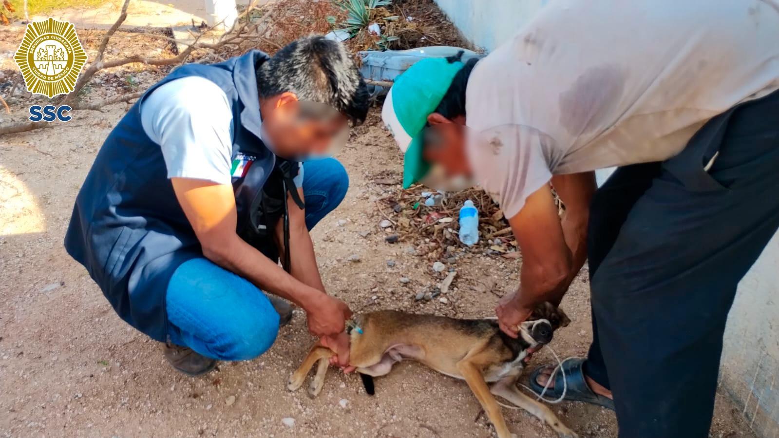 Las mascotas también son atendidas en Acapulco