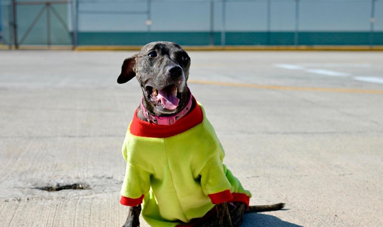 Perrita &#8220;turbina&#8221; regresa a los Cóndores de la Secretaría de Seguridad