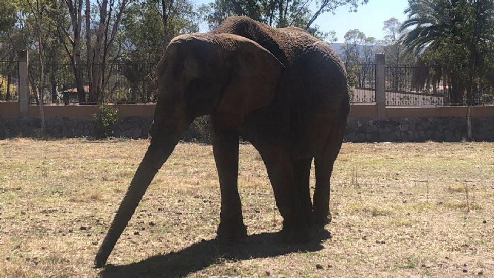 La elefanta Annie llega a la Ciudad de México