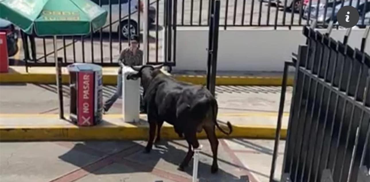 Un toro fue captado en las instalaciones de La  Salle Pedregal 