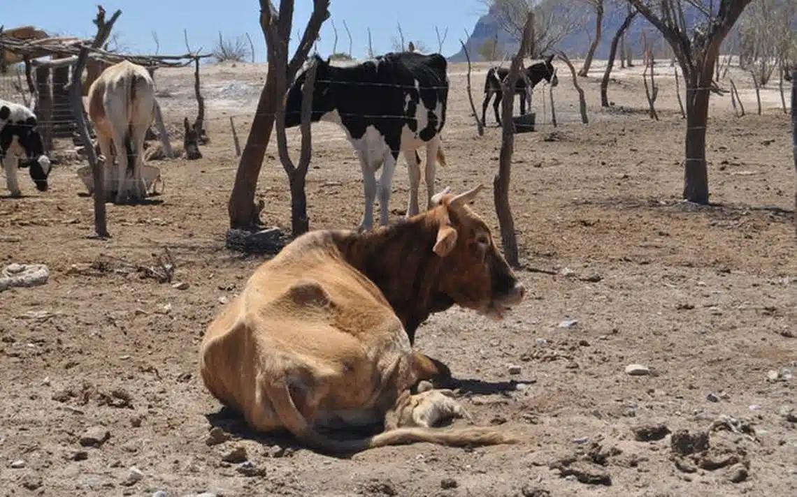 Ola de calor afecta al ganado en  Sonora