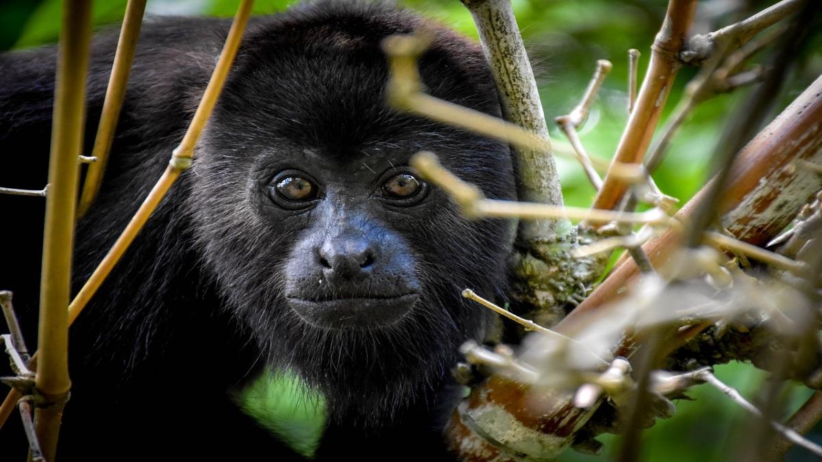 Fallecen 157 monos en Chiapas y Tabasco por el calor