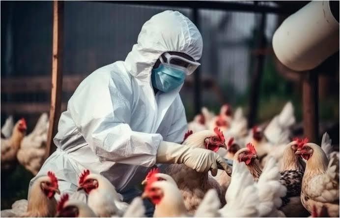 México registra primera muerte por gripe aviar