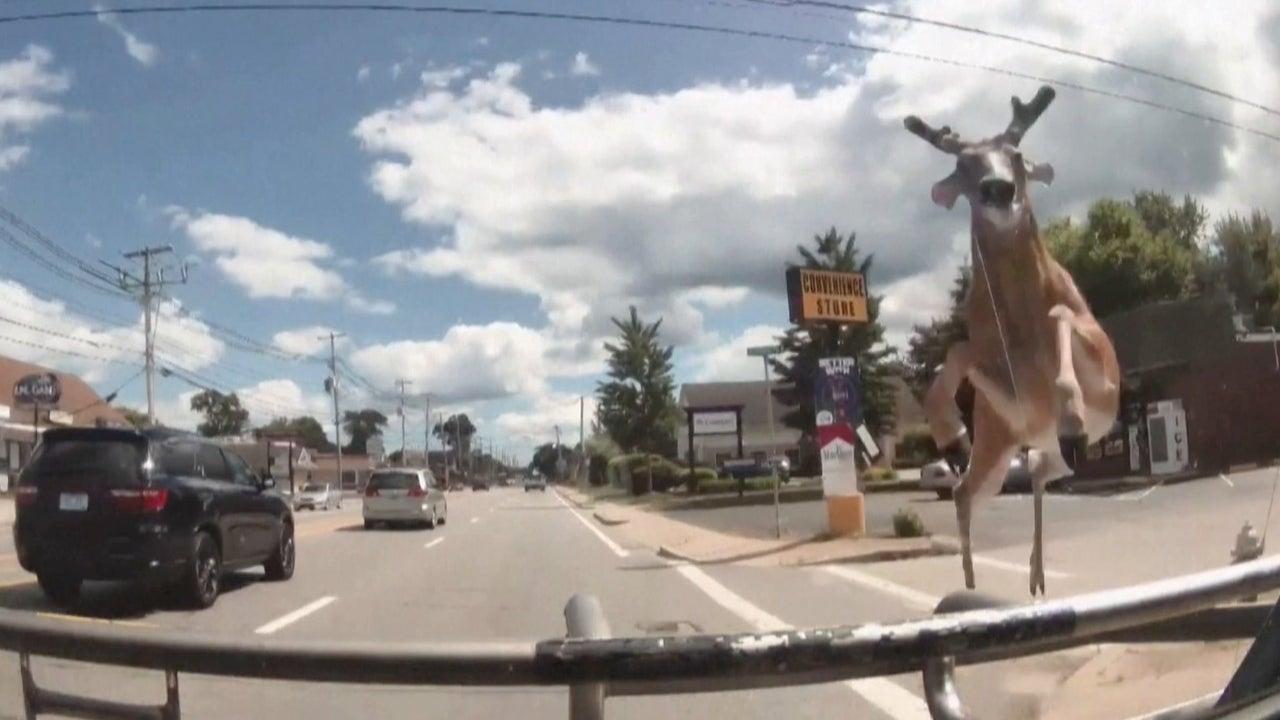 Video: Venado se estrella contra autobús sin explicación alguna