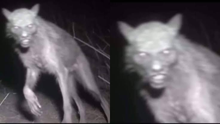 Secretos del Mundo Paranormal: Nahuales y Vampiros Energéticos