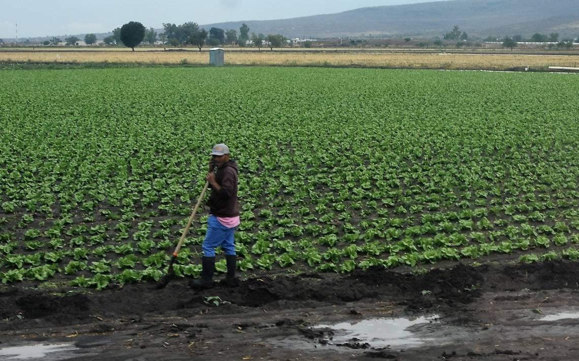 Campesinos de Guanajuato  celebran llegada de las lluvias