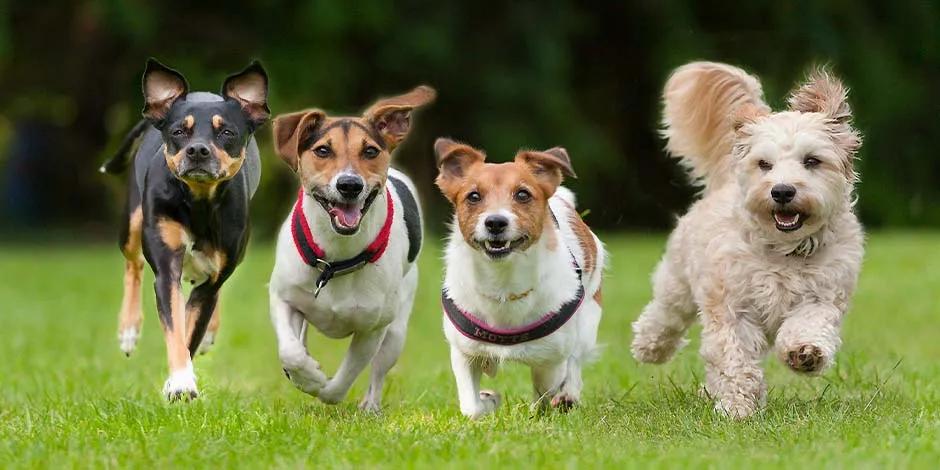 ¡Ya viene! El día mundial del perro