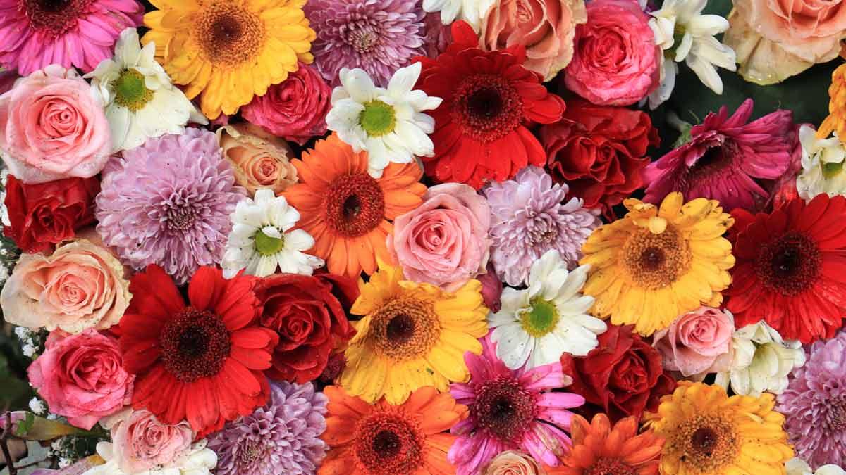 Tocando el alma: La conexión del porder de flores