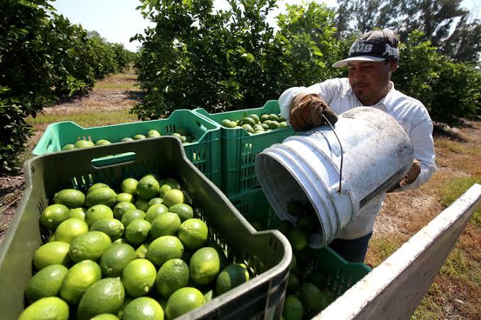 Continúa paro de labores de limoneros en Michoacán 