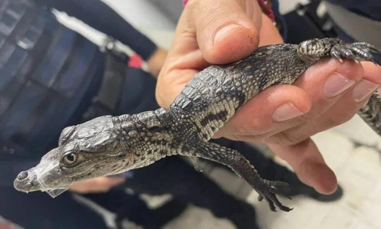 Encuentran a pequeño cocodrilo en el Metro de la CDMX 