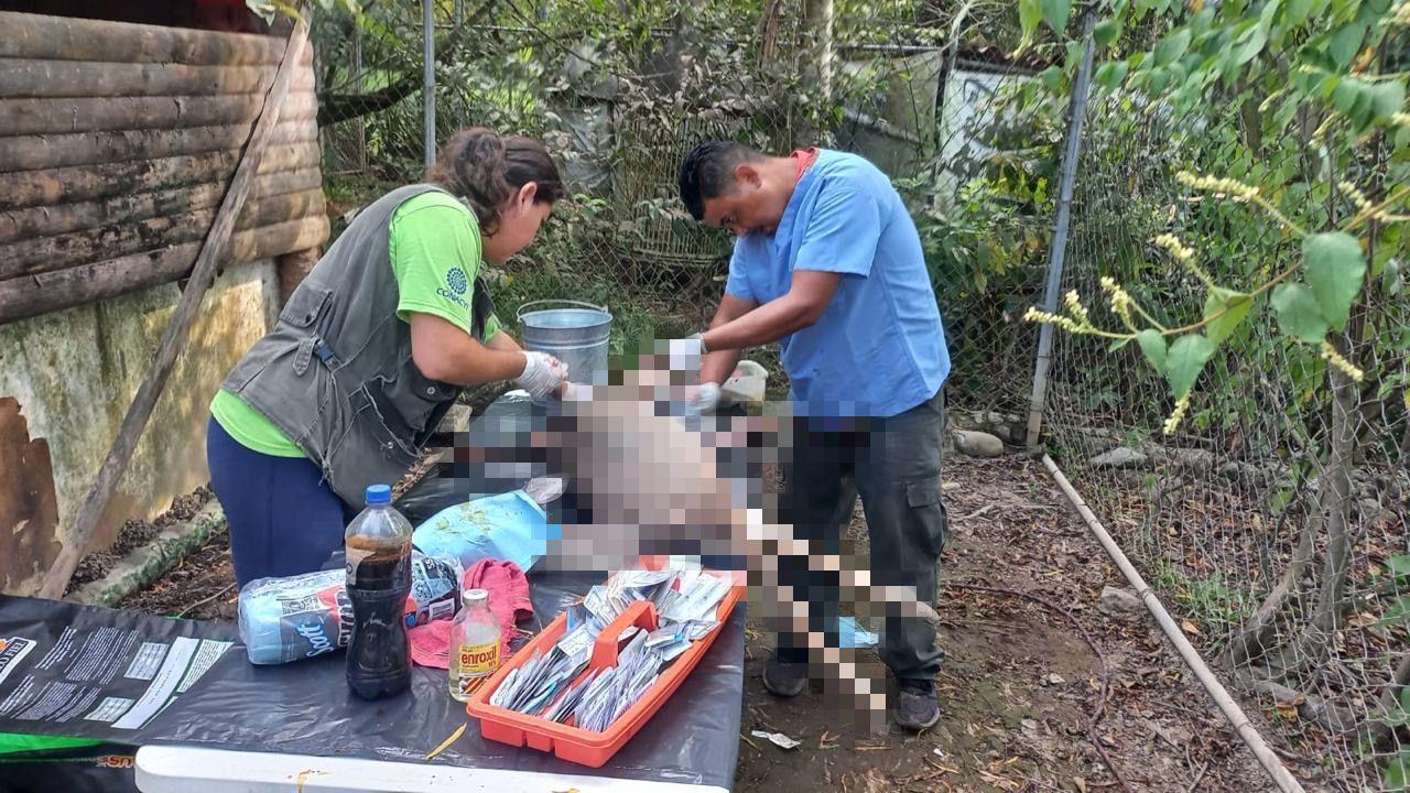 Rescata Gobierno de Tepic a venada lesionada que fue abandonada