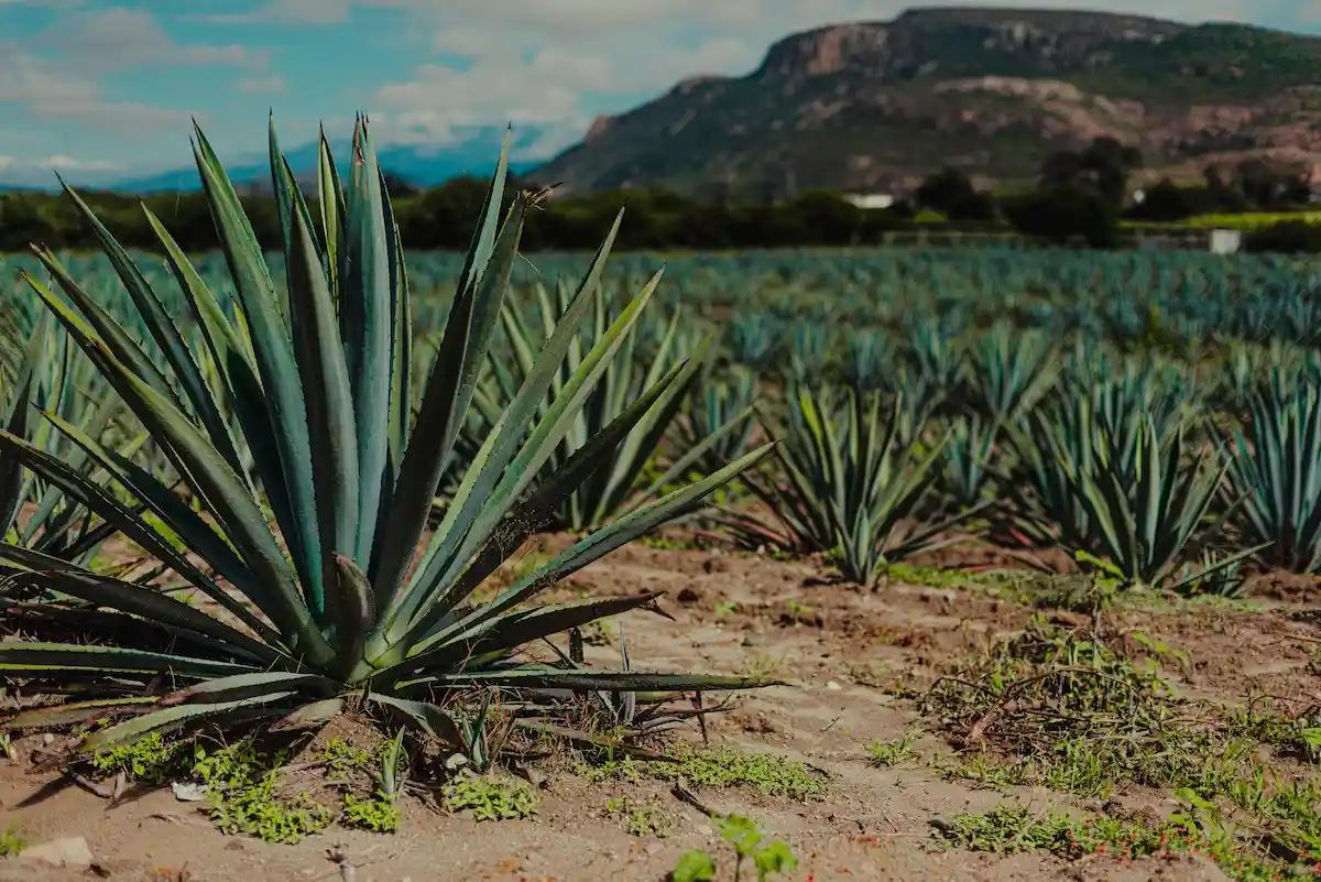 Gobierno de Libia Dennise priorizará atención a la sobreoferta de agave