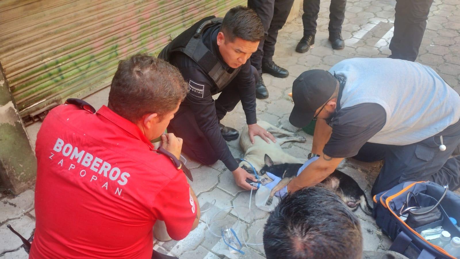Bomberos de Zapopan rescataron a  mascotas que estaban atrapadas en un incendio