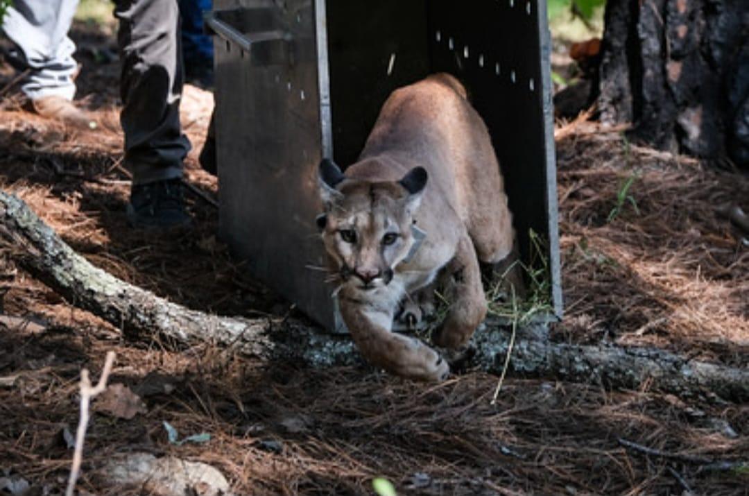 Liberan en el bosque La Primavera a puma rescatado
