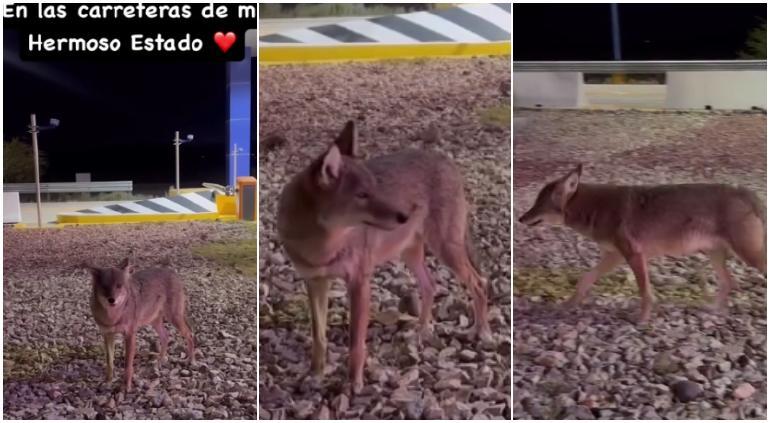 Un coyote fue captado en la región de Samalayuca San Jerónimo, al sur de Ciudad Juárez