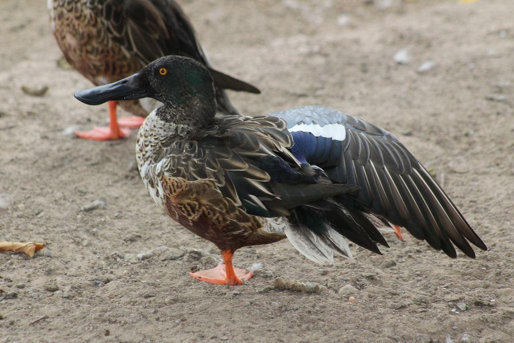El Pato Cucharón Norteño hace escala en el Parque Central de Ciudad Juárez