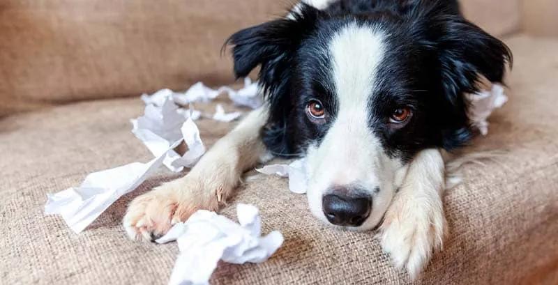 ¿Cómo saber si mi perro sufre ansiedad?