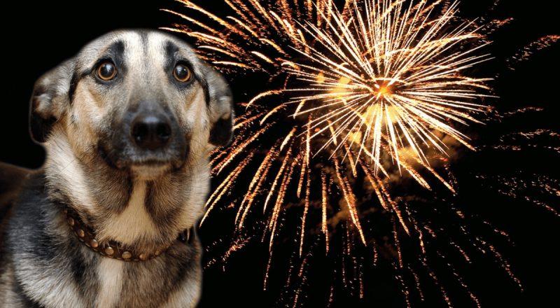 ¿Por qué los perros le temen a los cohetes?