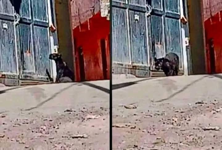 Reportan avistamiento de una pantera en Guanajuato capital