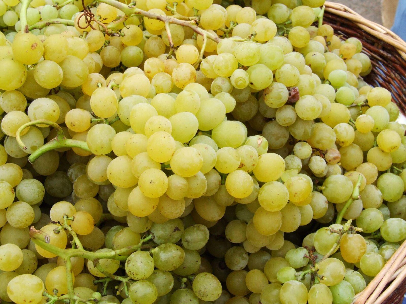 Uvas alcanzan el 36% de aumento en su precio 