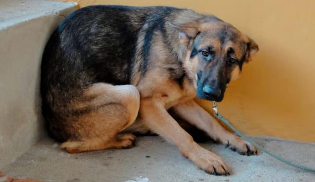 Decenas de perros extraviados en León por la pirotecnia 