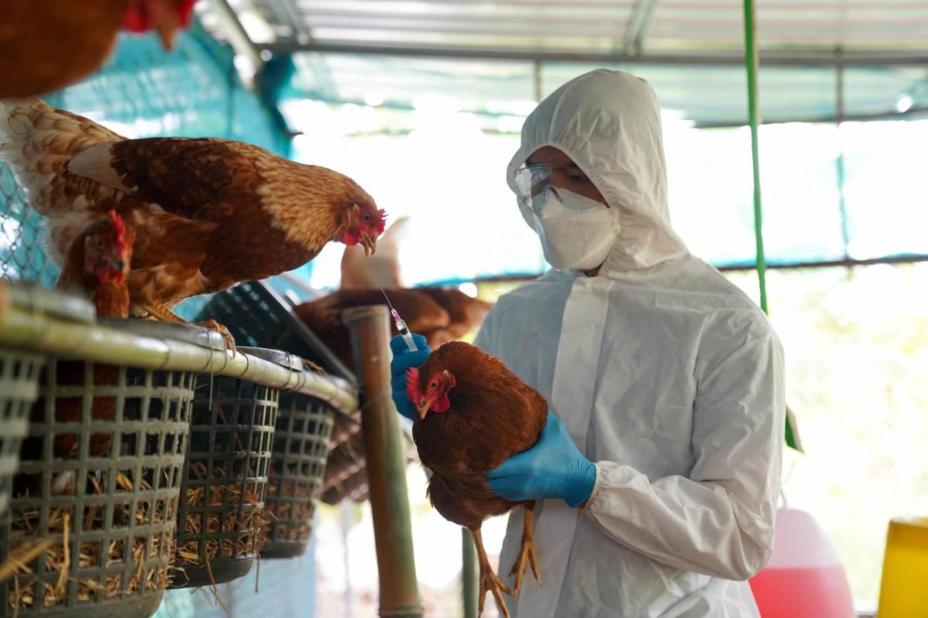 Infectologo pide calma ante nueva variante de gripe aviar en Estados Unidos