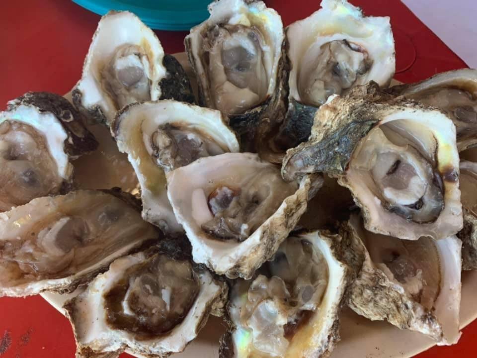 Prohíben venta y consumo de ostiones y otros moluscos en San Blas