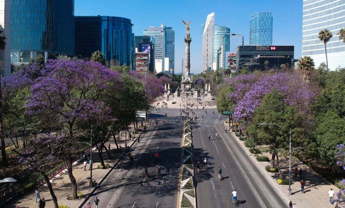 ¡Espectacular! Inicia la temporada de jacarandas