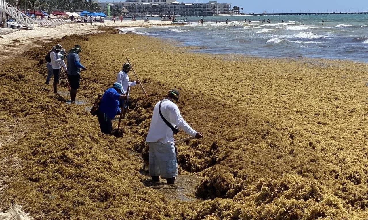 Primer recale masivo de sargazo del año en playas de Quintana Roo