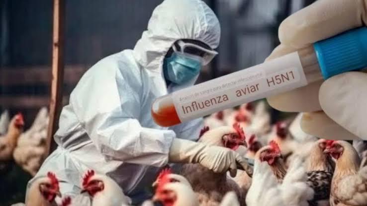 Muere la primera víctima mexicana de gripe aviar