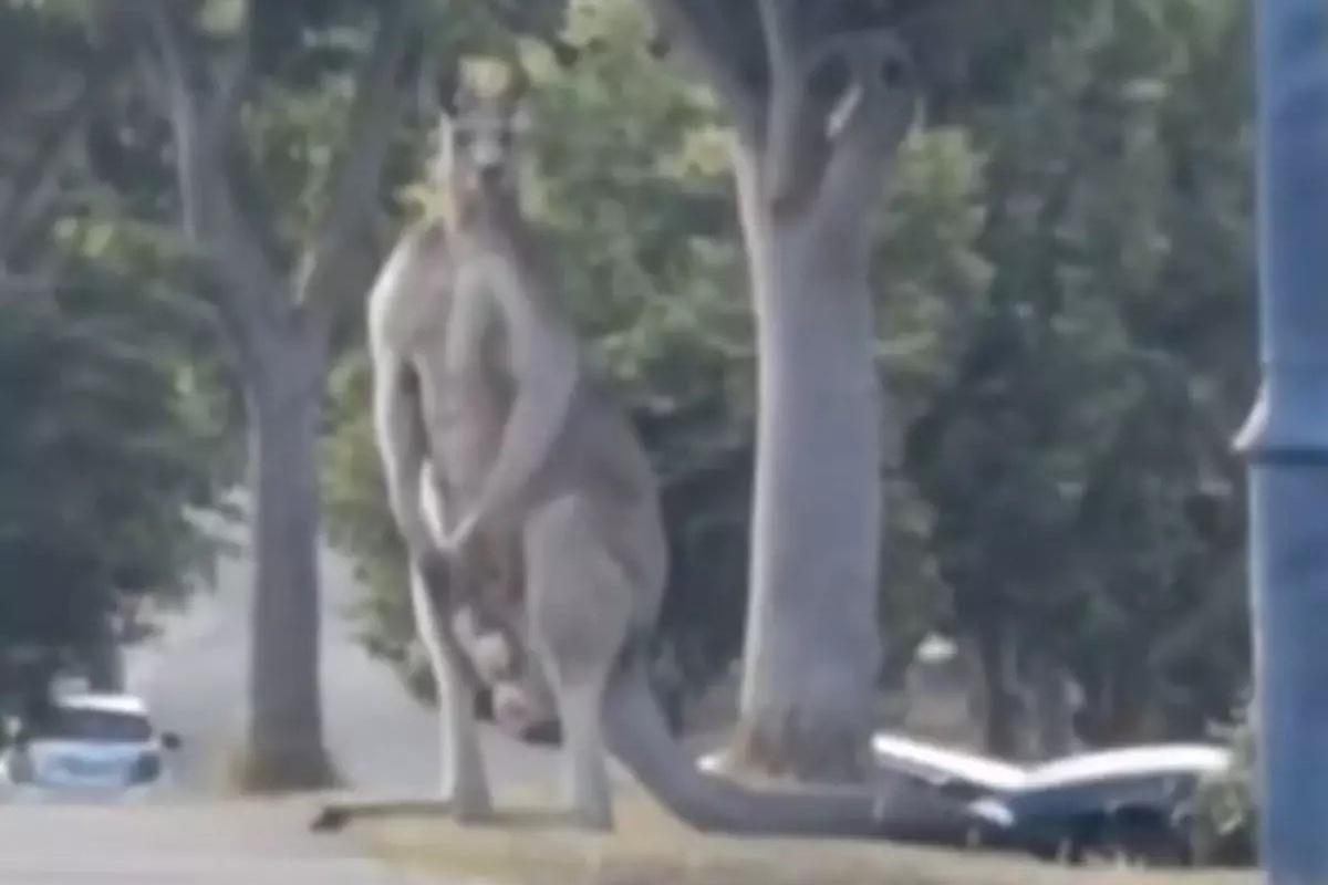 ¡Impresionante! Aparece canguro de 3 metros de altura en Australia