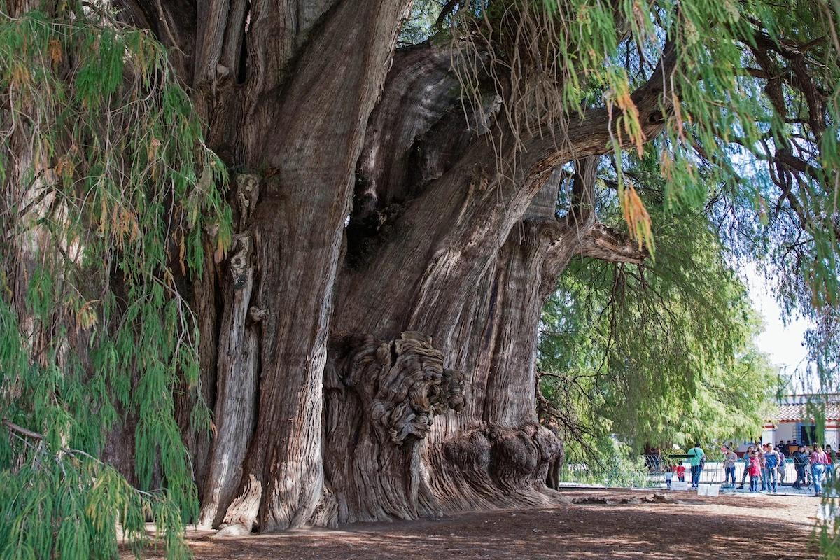 Buscan declarar Área Natural Protegida el hogar del árbol más antiguo de Guanajuato