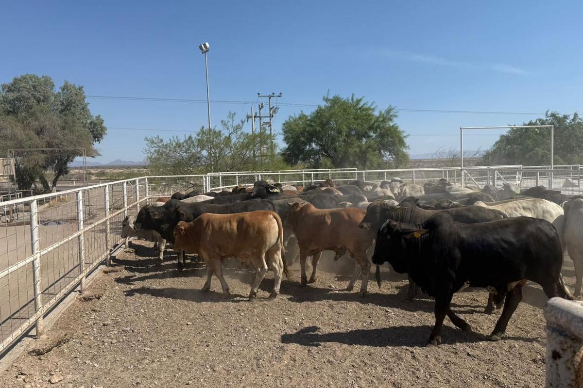 Se coordinan Estado y Senasica para garantizar movilidad y exportación de ganado en Chihuahua