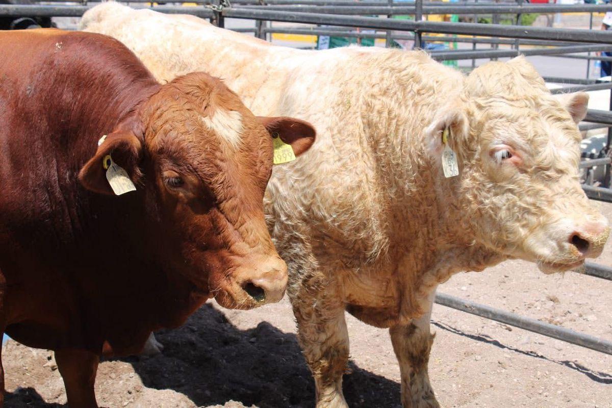 Chihuahua establece estrategias y blinda al ganado del estado por Gusano Barrenador