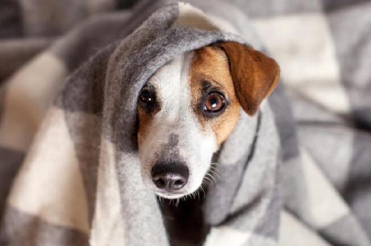 Cómo proteger a tus mascotas durante la temporada de frío
