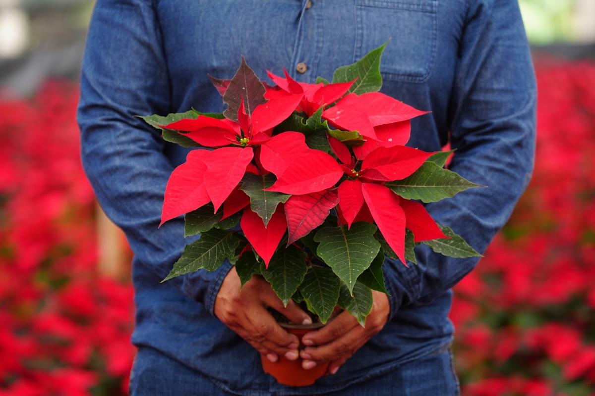 ¿Cómo cuidar las nochebuenas en temporada decembrina?