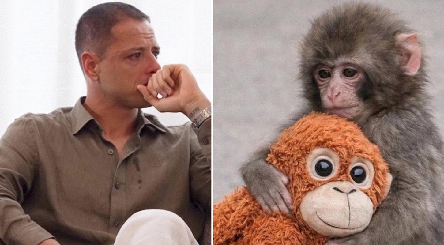 Chicharito se conmueve hasta las lágrimas por la historia de ‘Punch Monkey’