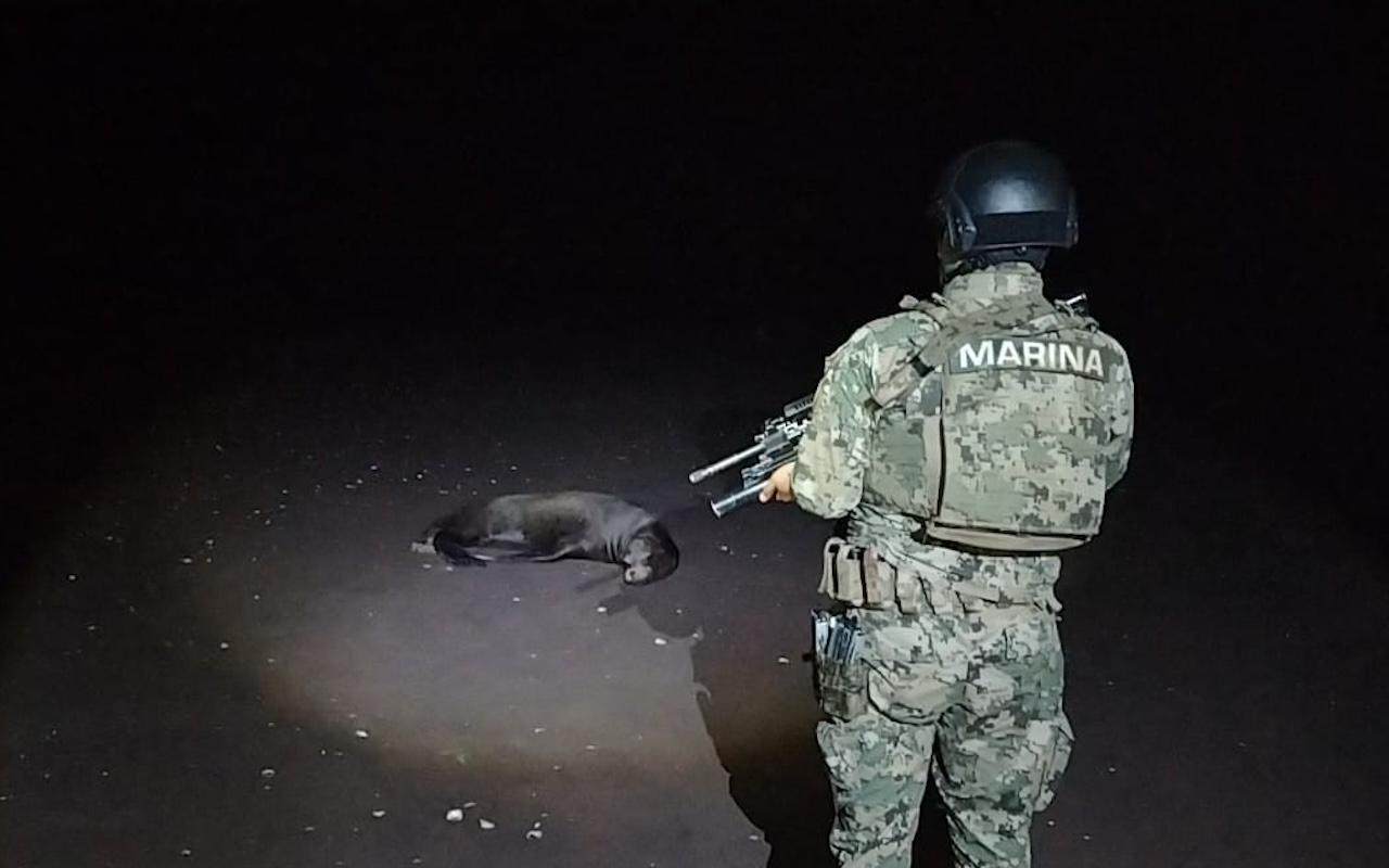 MARINA rescata y libera lobo marino en Nayarit